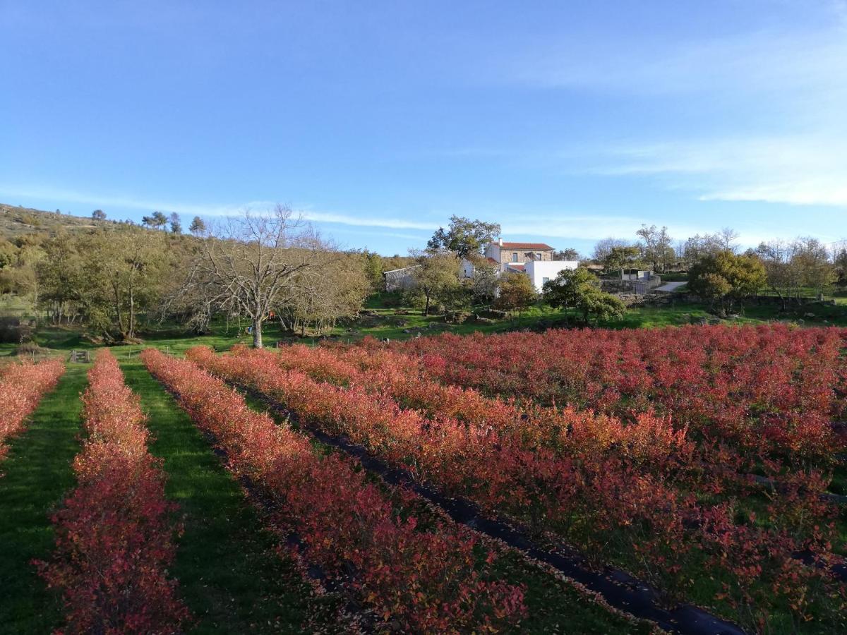 Quinta Dos Carvalhais - Serra Da Estrela Fornos de Algodres Εξωτερικό φωτογραφία